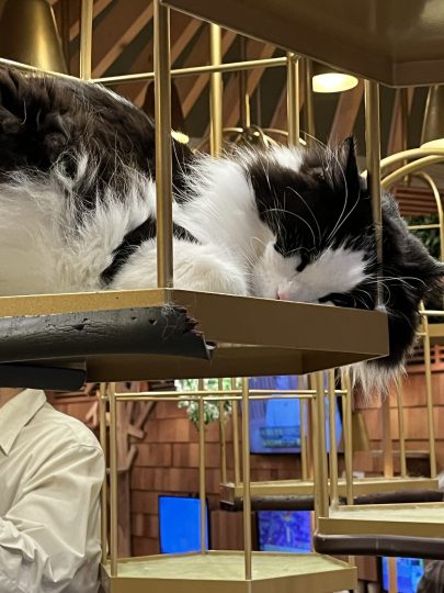 23卒社員のリアルに迫る！私が働く現場とは【情報基盤事業部】